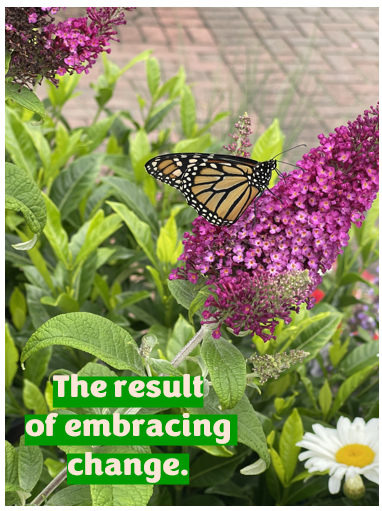 Results of Embracing Change. Butterfly on flower