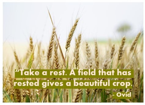 wheat background with text. Take a rest. A field that has rested gives a beautiful; crop. - Ovid